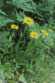 Coastal sneezeweed