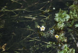 White water crowfoot