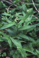 Starry false lily of the valley