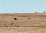 Zebras and cows