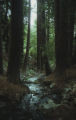 Redwoods at Big Sur