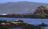 Harbor seal