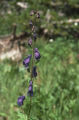 Columbian monkshood