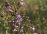 Showy penstemon