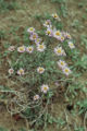 Common sandaster