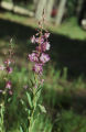 Fireweed