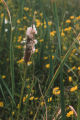 Narrowleaf cattail