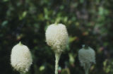 Common beargrass