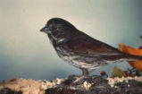 Fox sparrow