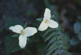 Pacific trillium