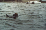 Sea otter