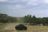 American bison