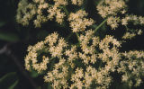 American black elderberry