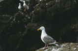 Western gull