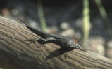 Western fence lizard