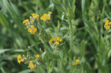 Common fiddleneck