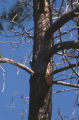 White-headed woodpecker