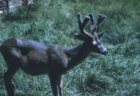 Mule deer