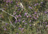 Showy penstemon