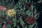 Laurel sumac flowers