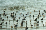 Dowitchers