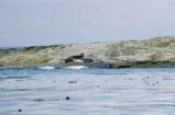 Northern elephant seal