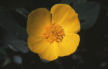 Tree poppy