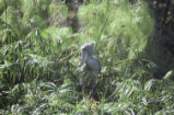 Shoebill stork