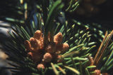 Limber pine