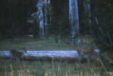 Mule deer and fawn