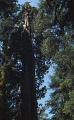 Giant sequoia