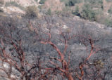 Manzanita