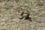 Golden-mantled ground squirrel