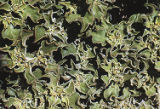 Common iceplant