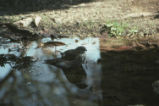 Cooper's hawk