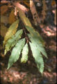 American chestnut