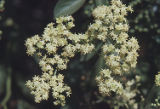 American black elderberry