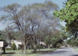 Tree with Dutch Elm Disease