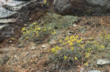 Sulphur-flower buckwheat