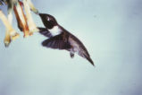 Black-chinned hummingbird