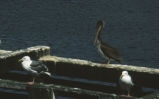 Brown pelican and Western gull