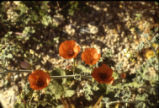 Desert globemallow