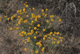 Yellow flowers