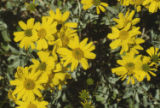 Brittlebush