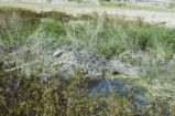 Beaver lodge and pond