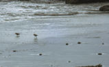 Sanderlings