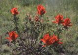 Indian paintbrush