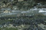 Ruddy turnstone and surfbird