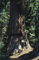 Giant sequoia