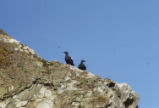 Pigeon guillemots